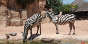 BioParc Valencia, valencia spain, валенсия испания