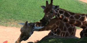 BioParc Valencia, valencia spain, валенсия испания