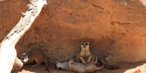 BioParc Valencia, valencia spain, валенсия испания