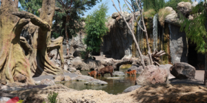 BioParc Valencia, valencia spain, валенсия испания